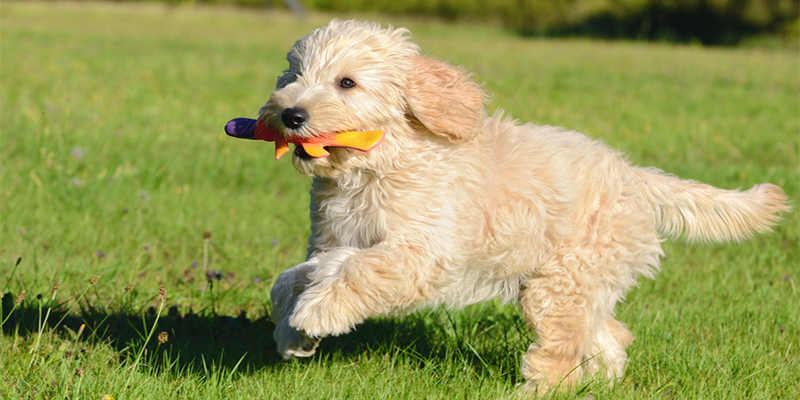 Goldendoodle love exercise 